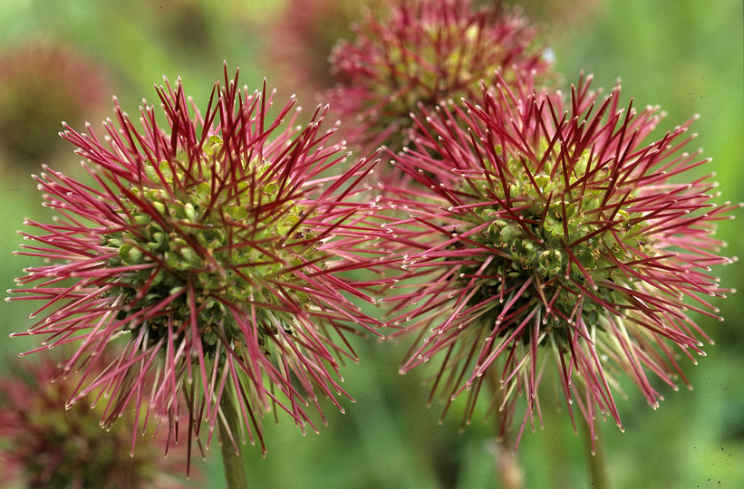 Acaena novae-zelandiae