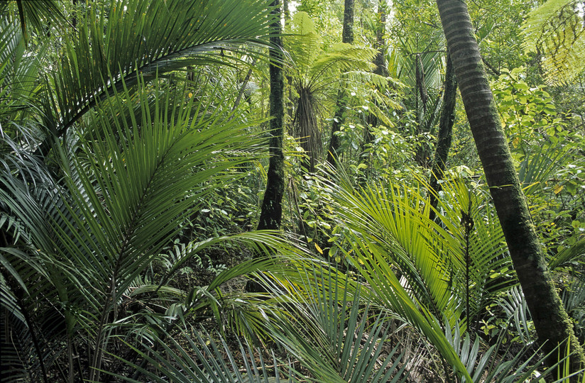 Rhopalostylis sapida