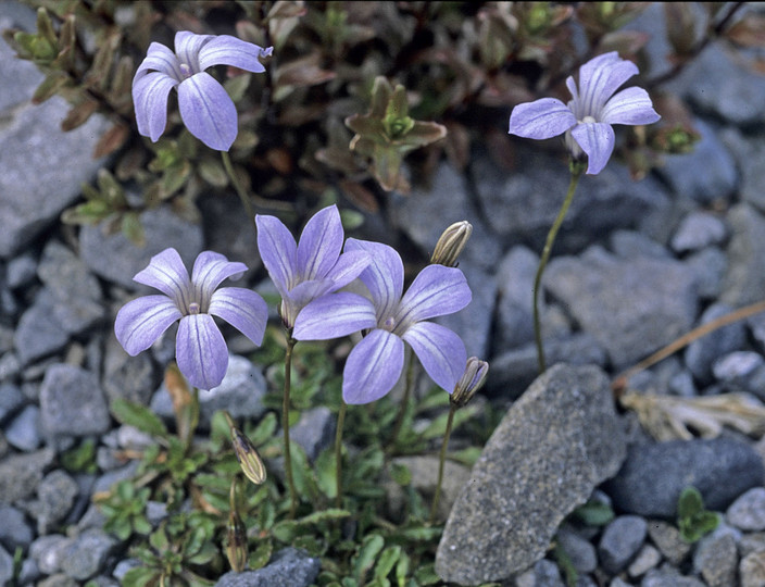 Wahlenbergia pygmaea