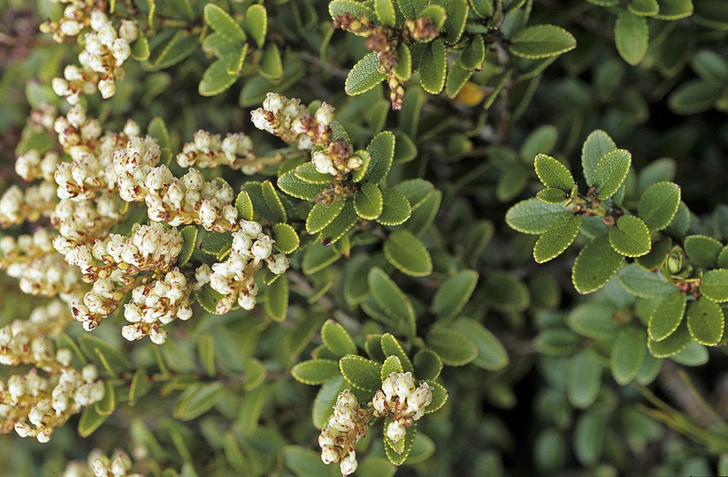 Gaultheria antipoda?