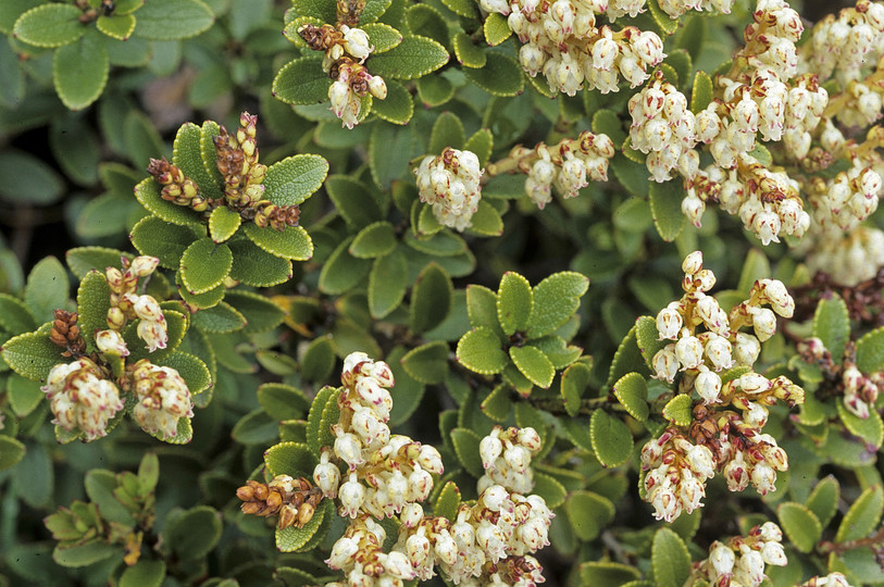 Gaultheria antipoda?