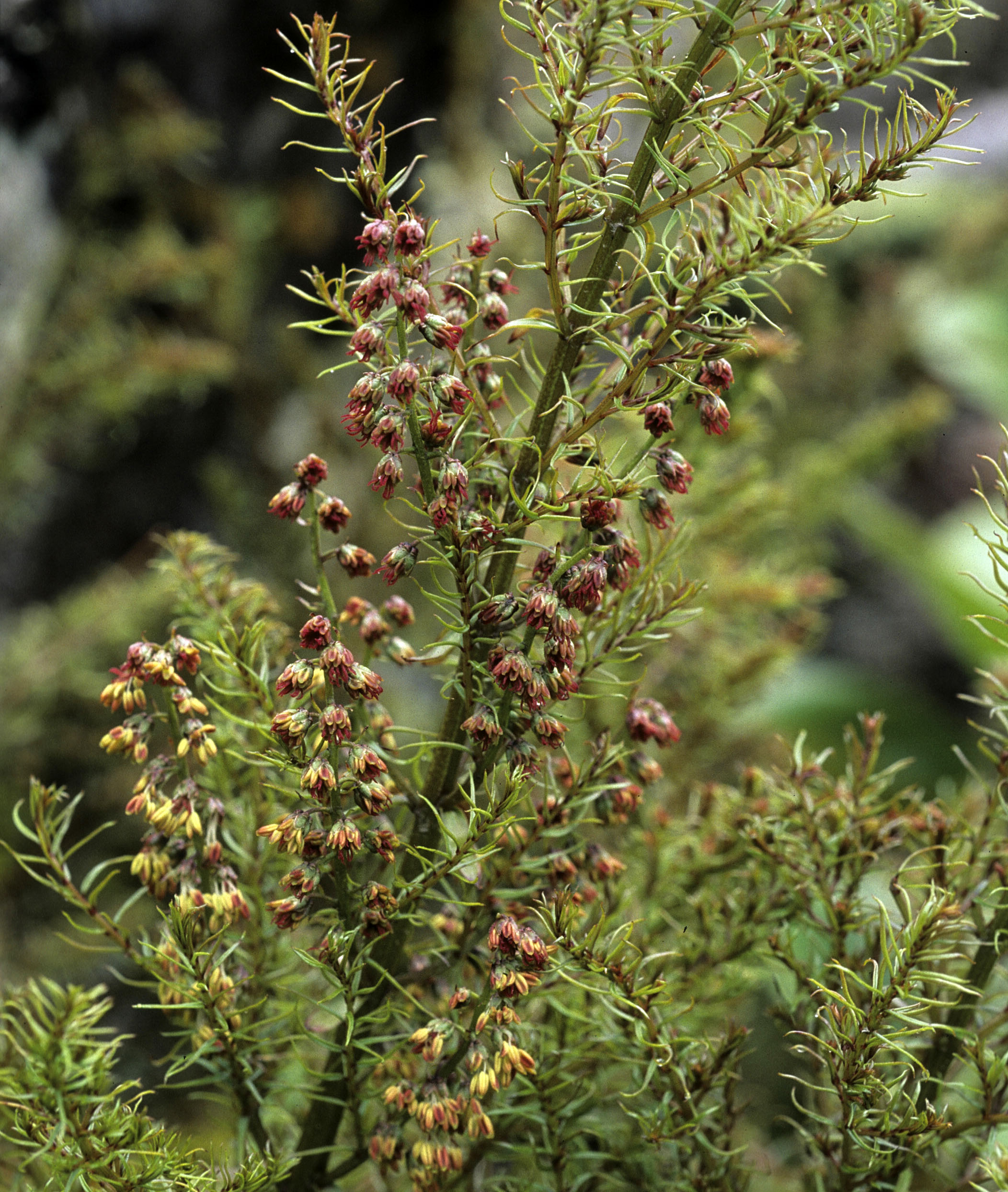 Coriaria angustifolia