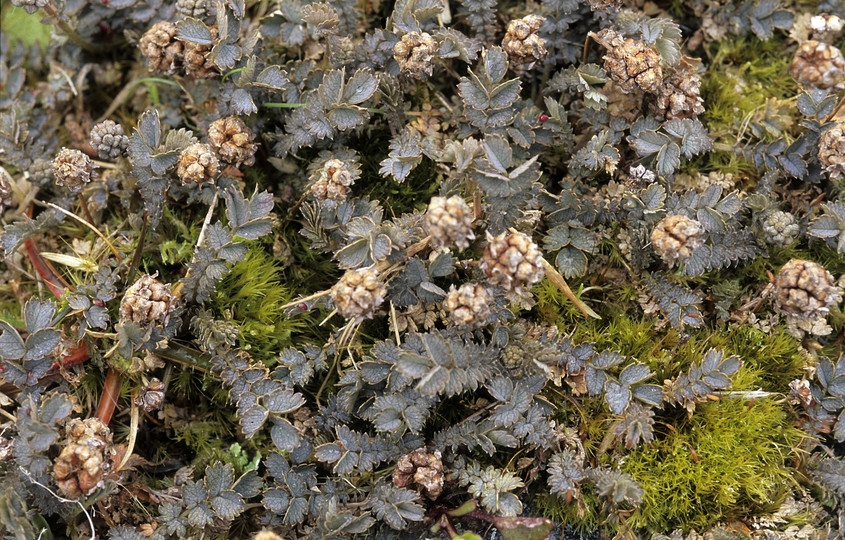 Acaena inermis