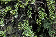 Luzuriaga parviflora