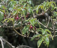 Fuchsia excoriata