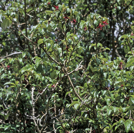 Fuchsia excoriata