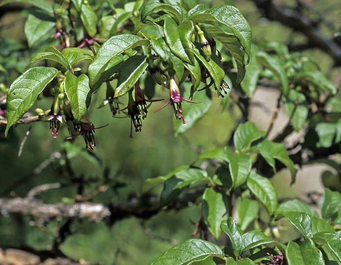 Fuchsia excoriata