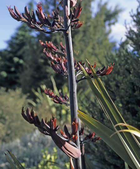 Phormium tenax