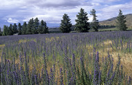 Echium vulgare