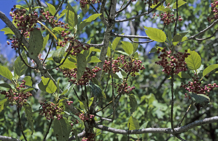 Aristotelia serrata