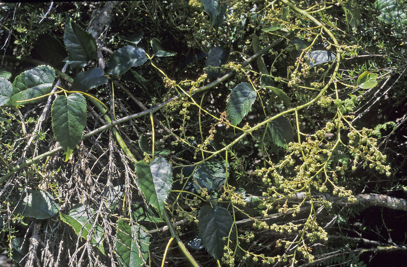 Rubus cissoides