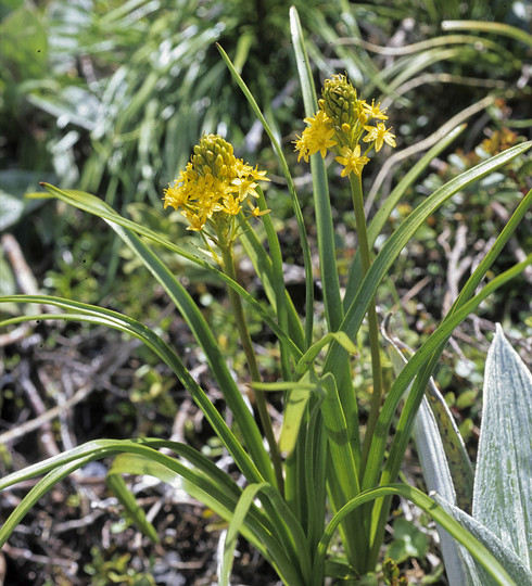 Bulbinella gibbsii?