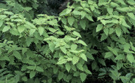 Urtica ferox