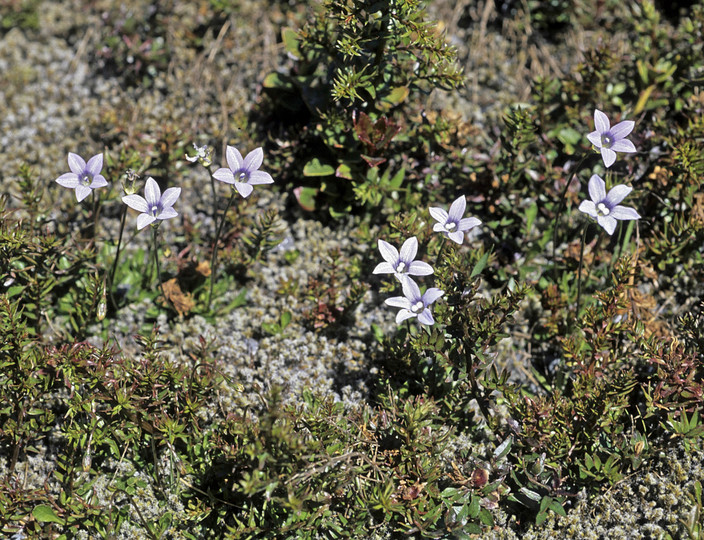 Wahlenbergia sp.