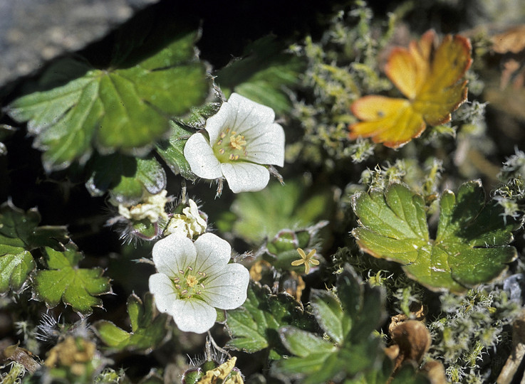 Geranium sessiflorum?