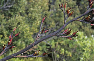 Phormium cookianum