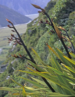 Phormium cookianum