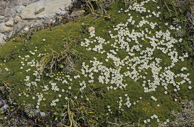 Phyllachne colensoi