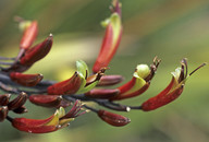 Phormium tenax