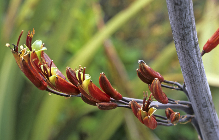 Phormium tenax