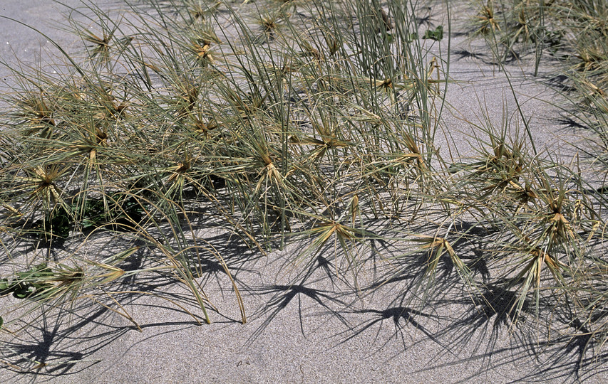 Spinifex sericeus