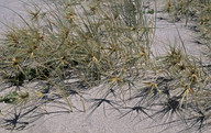 Spinifex sericeus