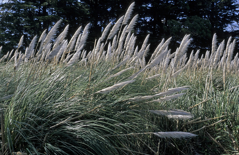 Cortaderia selloana