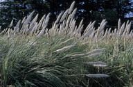 Cortaderia selloana