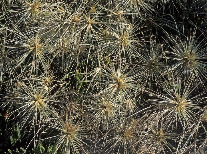 Spinifex sericeus