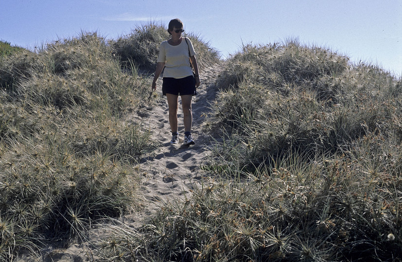 Spinifex sericeus