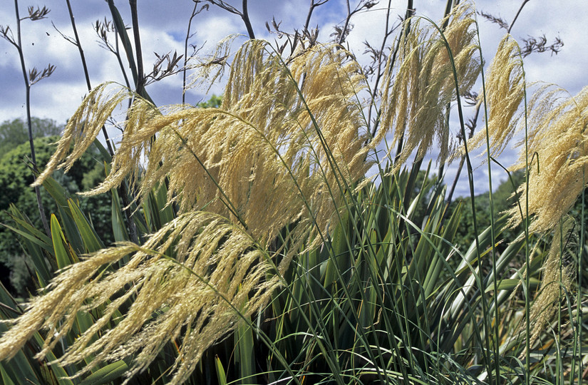 Cortaderia splendens