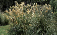 Cortaderia splendens