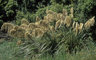 Cortaderia splendens