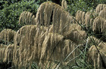 Cortaderia splendens