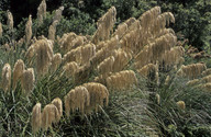 Cortaderia splendens