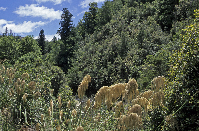 Cortaderia splendens