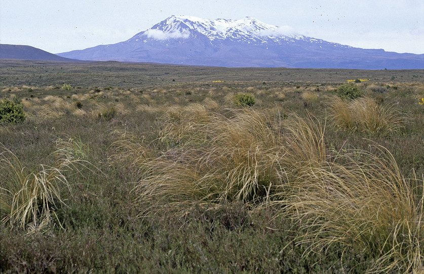 Chionochloa rubra