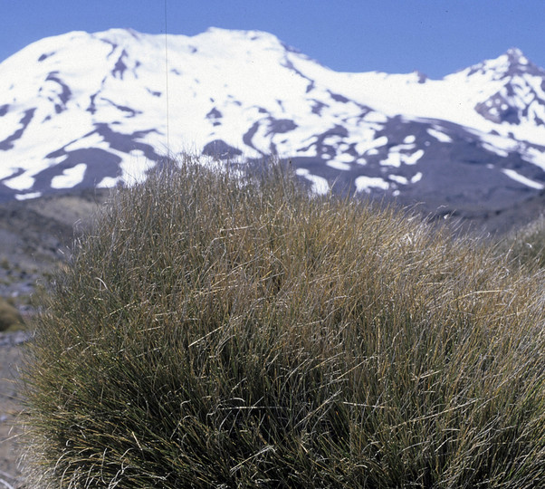 Rytidosperma setifolia?