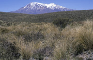 Chionochloa rubra