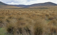 Chionochloa rubra var. cuprea