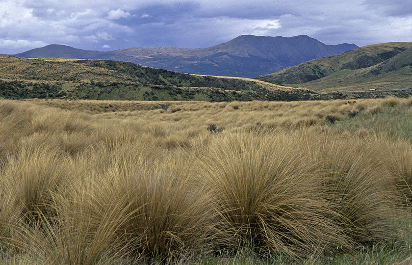 Chionochloa rubra var. cuprea