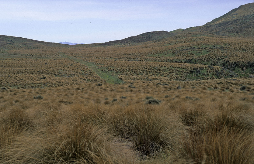 Chionochloa rubra var. cuprea