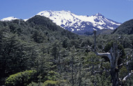 Nothofagus solandri var. cliffortoides