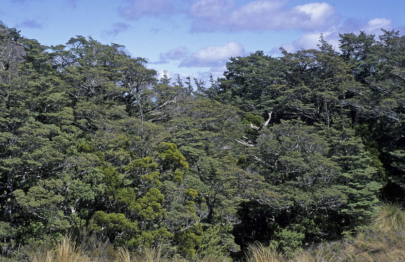 Nothofagus solandri var. cliffortoides