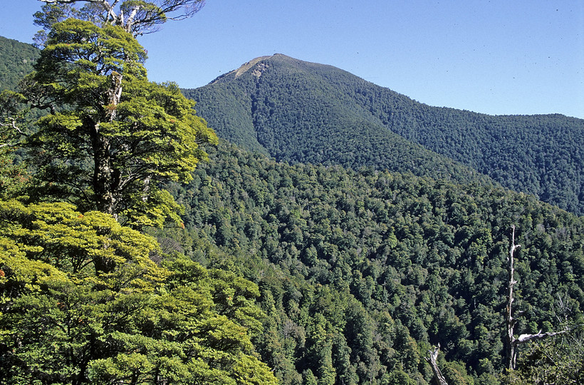 Nothofagus menziesii