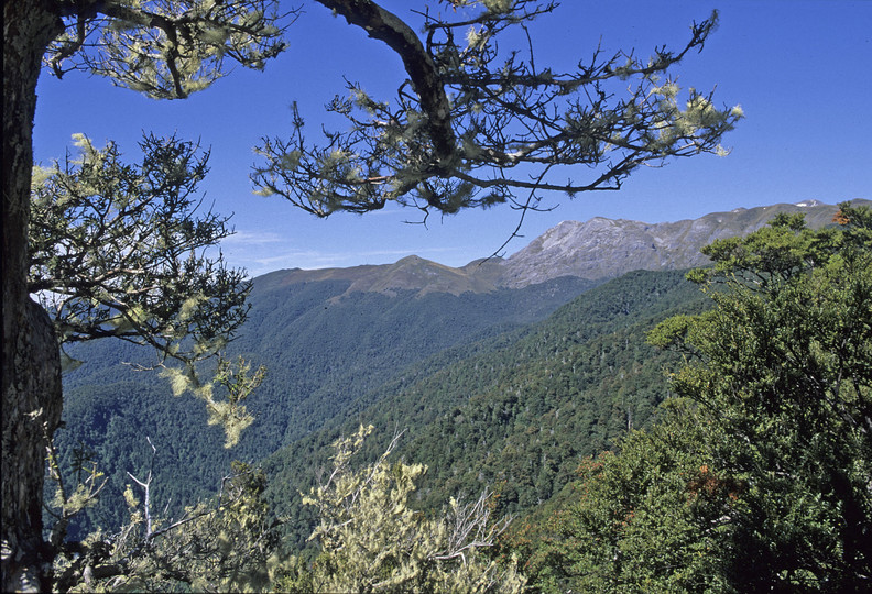 Nothofagus menziesii