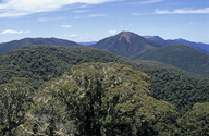 Nothofagus menziesii