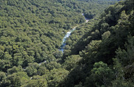 Nothofagus menziesii