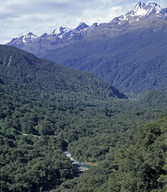 Nothofagus menziesii