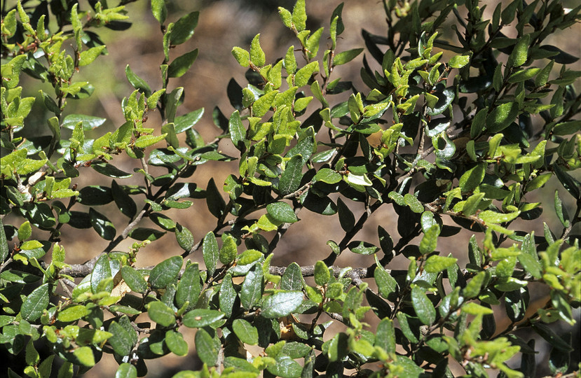 Nothofagus solandri var. cliffortoides